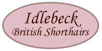 Idlebeck British Shorthairs